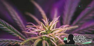 Gruntz strain marihuana: Opiniones y Efectos Gruntz strain