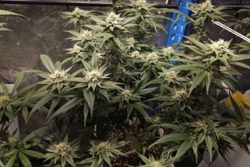Han Solo Burger strain