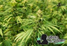 Han Solo Burger strain marihuana: Opiniones y Efectos