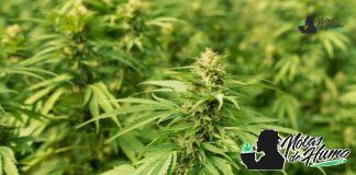 Han Solo Burger strain marihuana: Opiniones y Efectos