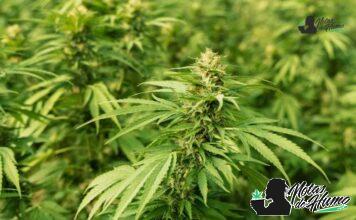 Han Solo Burger strain marihuana: Opiniones y Efectos