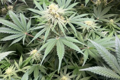 Harlequin strain