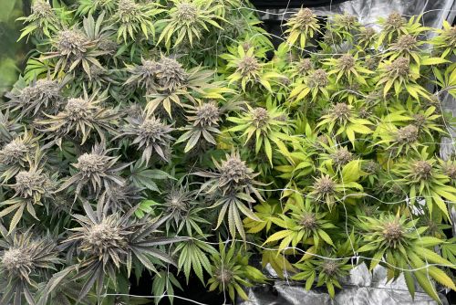 High Fructose Corn Syrup strain