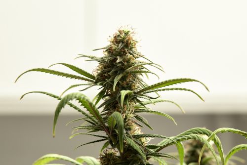 High Fructose Corn Syrup strain