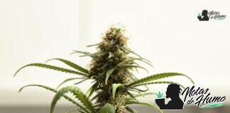 High Fructose Corn Syrup strain: Opiniones y Efectos