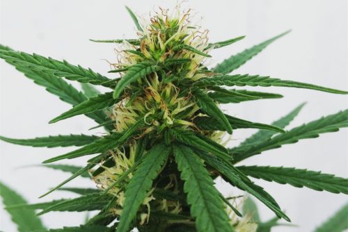 Ice strain
