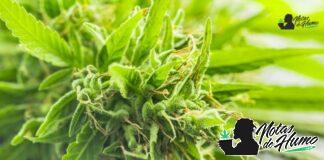 Hella Jelly strain marihuana: Opiniones y Efectos Hella Jelly strain