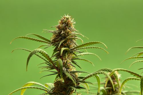 Jet Fuel Gelato strain