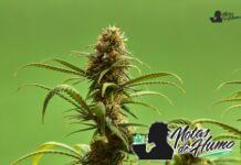 Jet Fuel Gelato strain