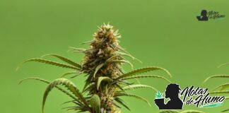 Jet Fuel Gelato strain