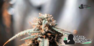 Juicy Fruit strain marihuana: Opiniones y Efectos