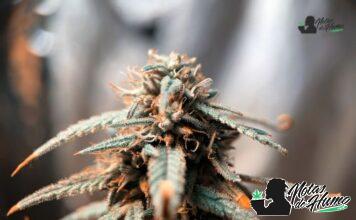Juicy Fruit strain marihuana: Opiniones y Efectos