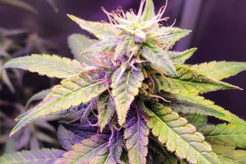 Jungle Cake strain