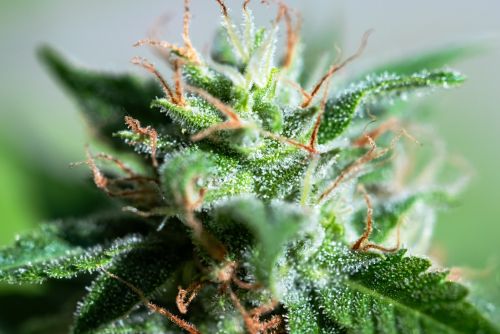 Jungle Cake strain