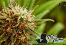 Key Lime Pie strain marihuana: Opiniones y Efectos Key Lime Pie strain