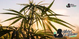 LSD strain marihuana: Opiniones y Efectos LSD strain