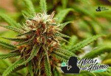 Larry OG strain marihuana: Opiniones y Efectos Larry OG strain