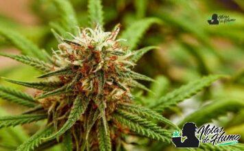 Larry OG strain marihuana: Opiniones y Efectos Larry OG strain