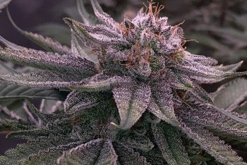 Lemon Cherry Gelato strain