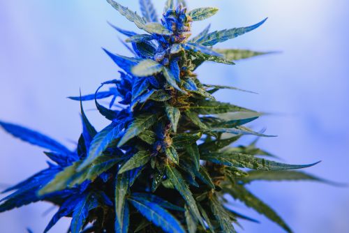 Lemon Cherry Gelato strain