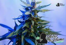 Lemon Cherry Gelato strain de Backpackboyz: Opiniones y Efectos Lemon Cherry Gelato strain