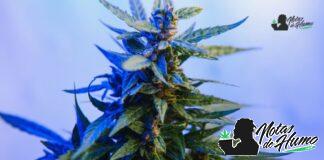 Lemon Cherry Gelato strain