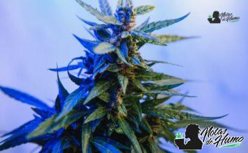 Lemon Cherry Gelato strain