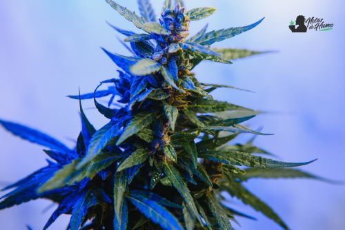 Lemon Cherry Gelato strain marihuana: Opiniones y Efectos REALES