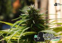Lemon Drop strain marihuana: Opiniones y Efectos Lemon Drop strain