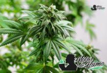 Lemon Gelato strain marihuana: Opiniones y Efectos