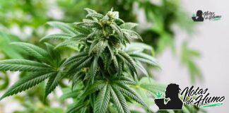 Lemon Gelato strain marihuana: Opiniones y Efectos