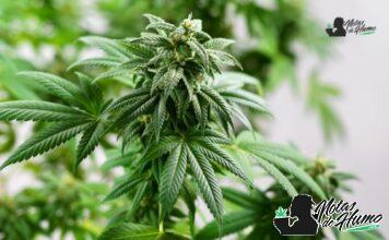 Lemon Gelato strain marihuana: Opiniones y Efectos