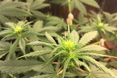 Lemon Meringue strain