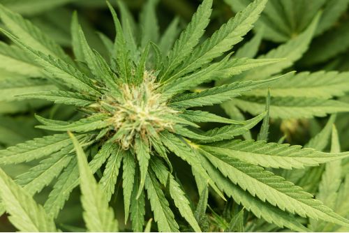 Lemon Meringue strain