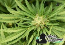 Lemon Meringue strain marihuana: Opiniones y Efectos