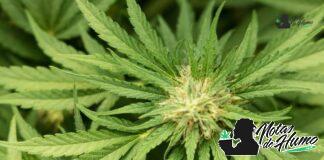 Lemon Meringue strain marihuana: Opiniones y Efectos