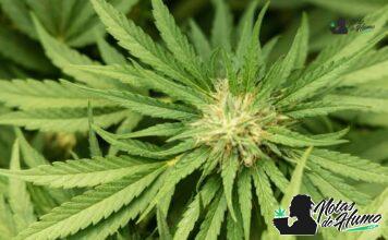 Lemon Meringue strain marihuana: Opiniones y Efectos