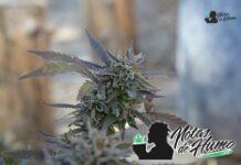 Lemon OG strain marihuana: Opiniones y Efectos