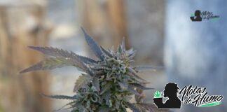 Lemon OG strain marihuana: Opiniones y Efectos