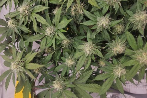 Lemon Pound Cake strain