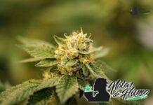 Lemon Pound Cake strain