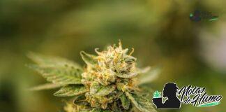 Lemon Pound Cake strain