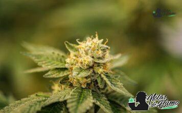Lemon Pound Cake strain marihuana: Opiniones y Efectos Lemon Pound Cake strain