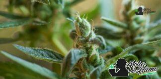 Lilac Diesel strain marihuana: Opiniones y Efectos Lilac Diesel strain