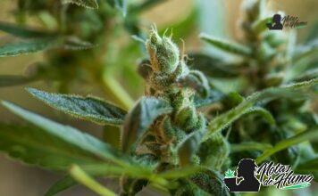 Lilac Diesel strain marihuana: Opiniones y Efectos Lilac Diesel strain