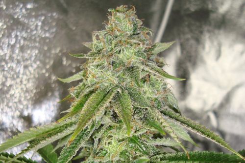 Limoncello strain