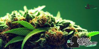 Limoncello strain marihuana: Opiniones y Efectos Limoncello strain