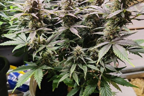 Mango OG strain