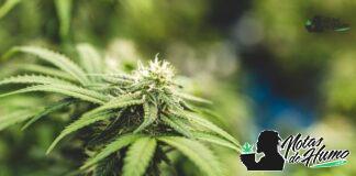 Mango OG strain marihuana: Opiniones y Efectos