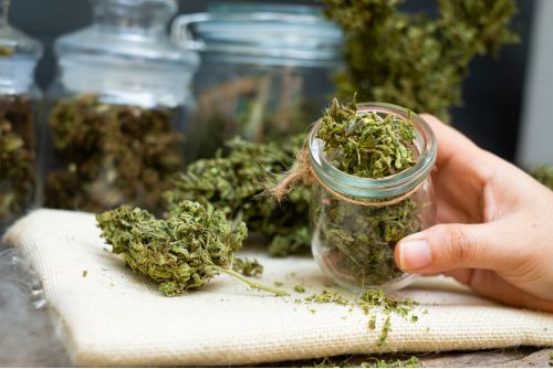 Modern Royal Highness strain